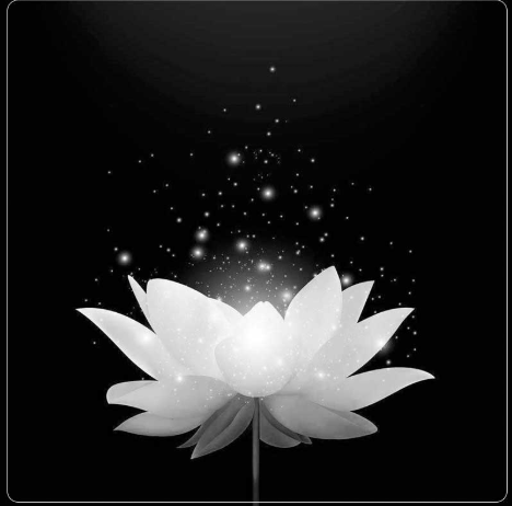 Ảnh hoa sen đen làm ảnh đại diện Facebook