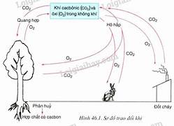 Vai trò của không khí trong sản xuất và đời sống