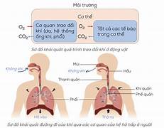 Vai trò của không khí đối với sự sống