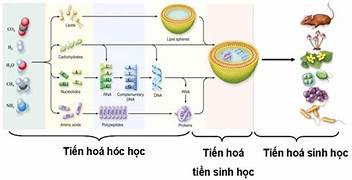 Sự phân bố trong tự nhiên