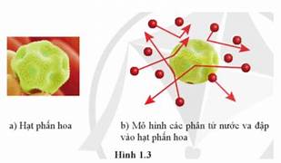 Ví dụ minh họa cho mô hình động học phân tử