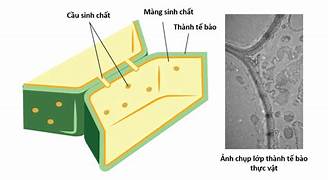 Cấu trúc của màng sinh chất